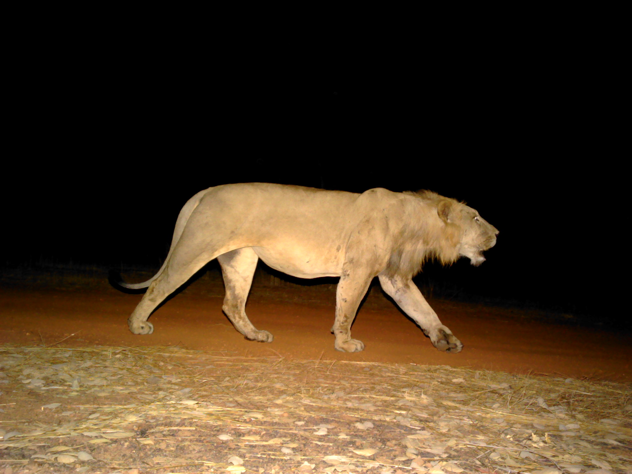 Saving Senegal's Lions - Lion Recovery Fund